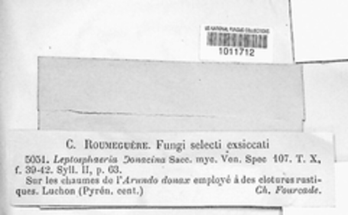 Leptostroma donacinum image